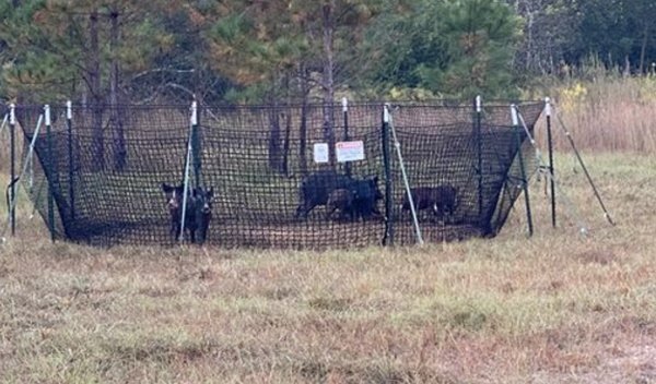 Jabalíes Pig Brig Trap Jabalíes Pig Brig Trap