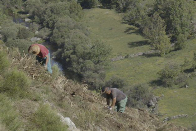 imagin ha plantado más de 340.000 árboles en zonas devastadas miedo incendios, como el Valle de Iruelas (Ávila) imagin ha plantado más de 340.000 árboles en zonas devastadas miedo incendios, como el Valle de Iruelas (Ávila)