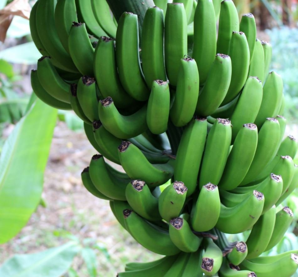 Plátanos beneficios PXhere