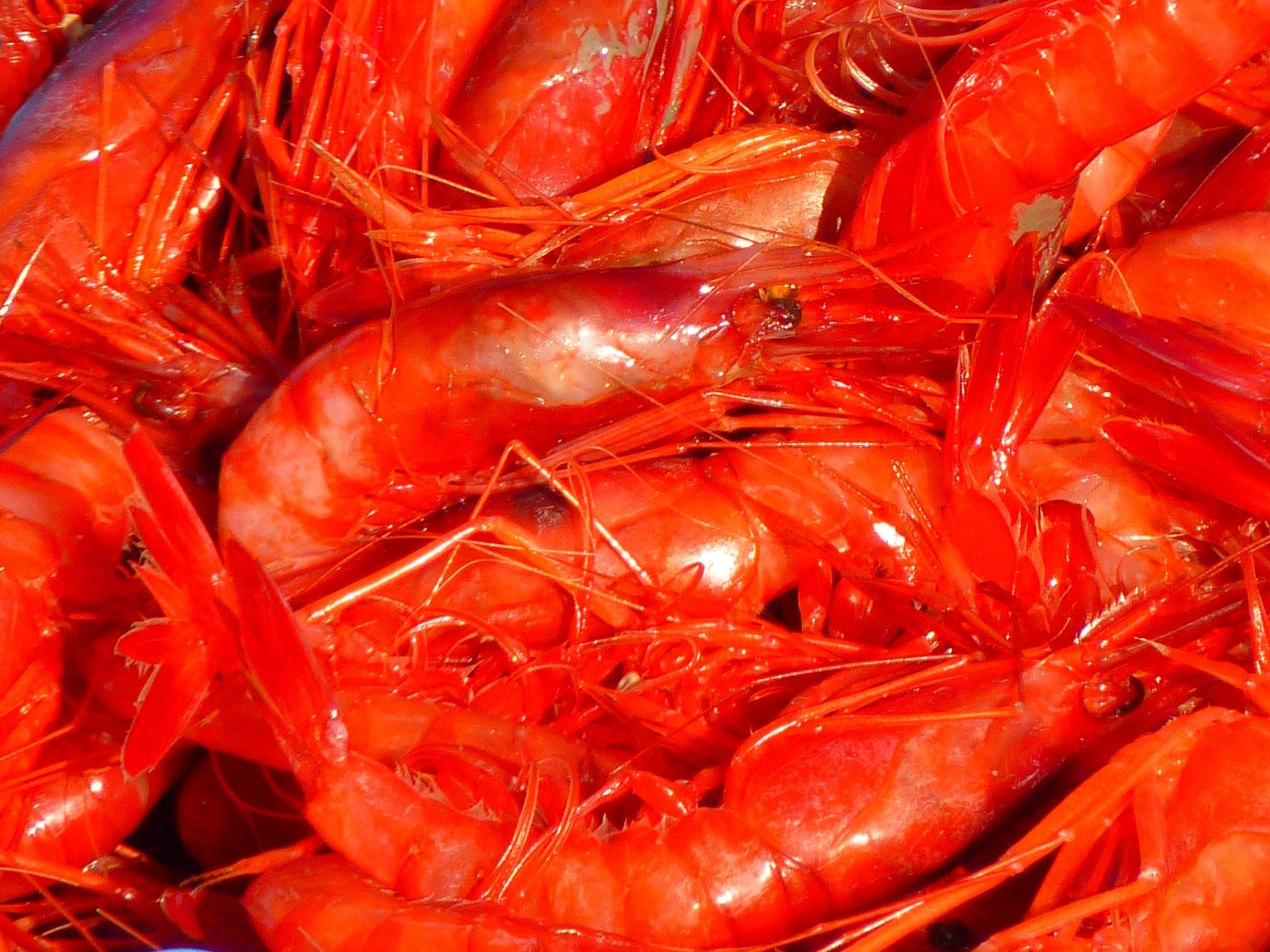 Por qué no debes comerte los hilos negros de las gambas, langostinos y cigalas