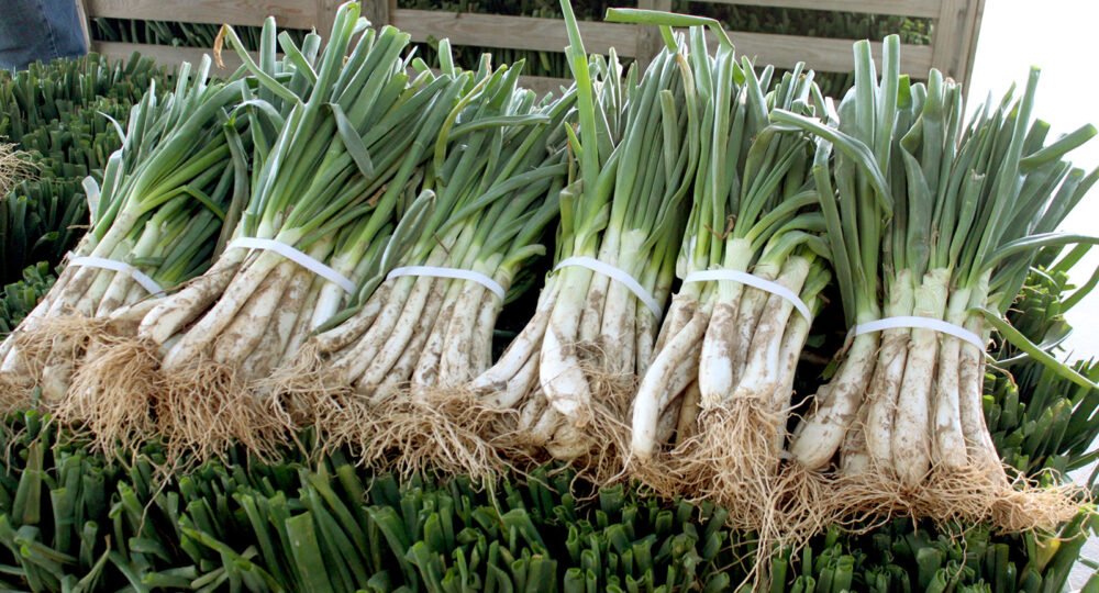 Los calçots, a estudio