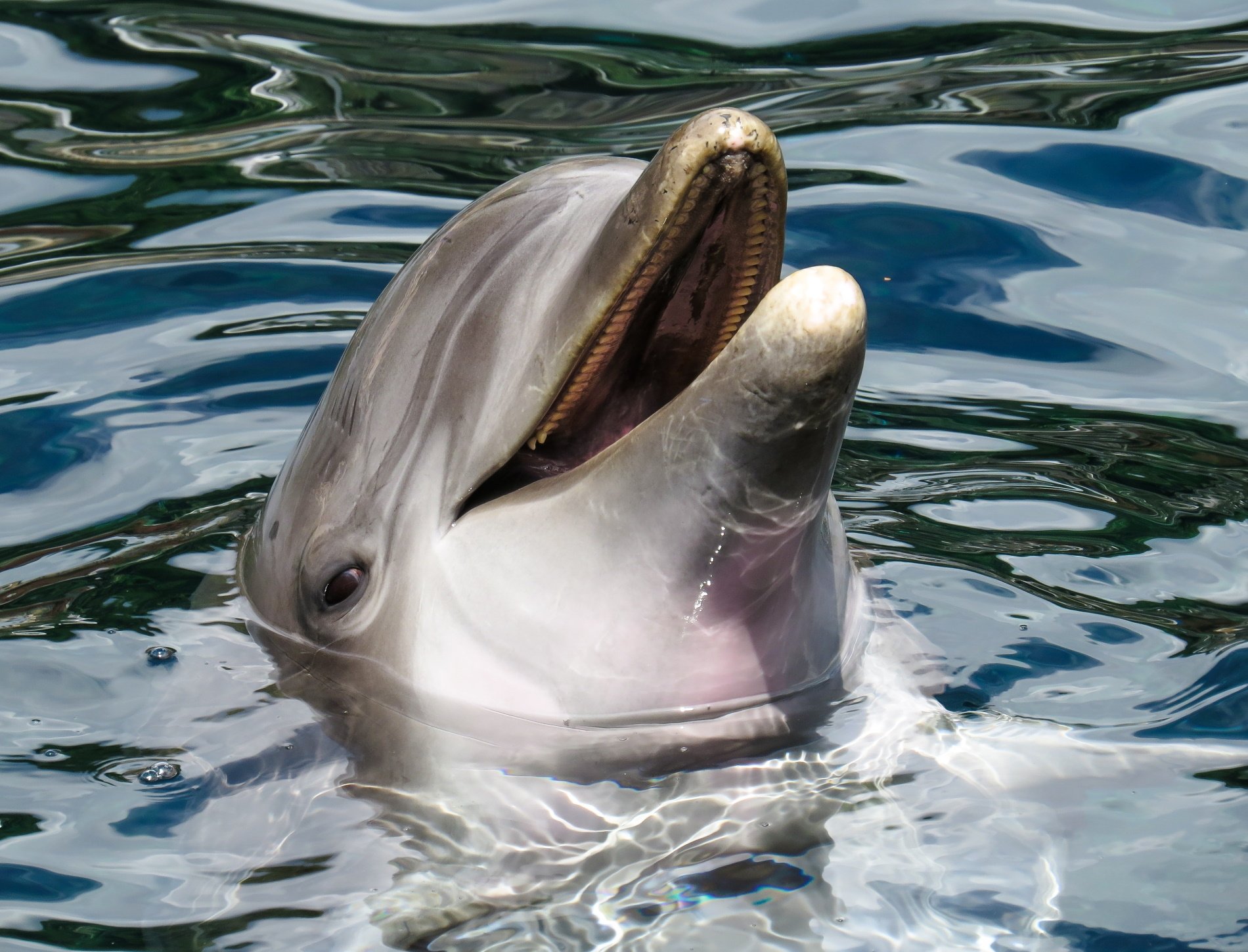 Unos delfines vuelven a dejarse ver en el río Bronx después de cinco años | VÍDEO