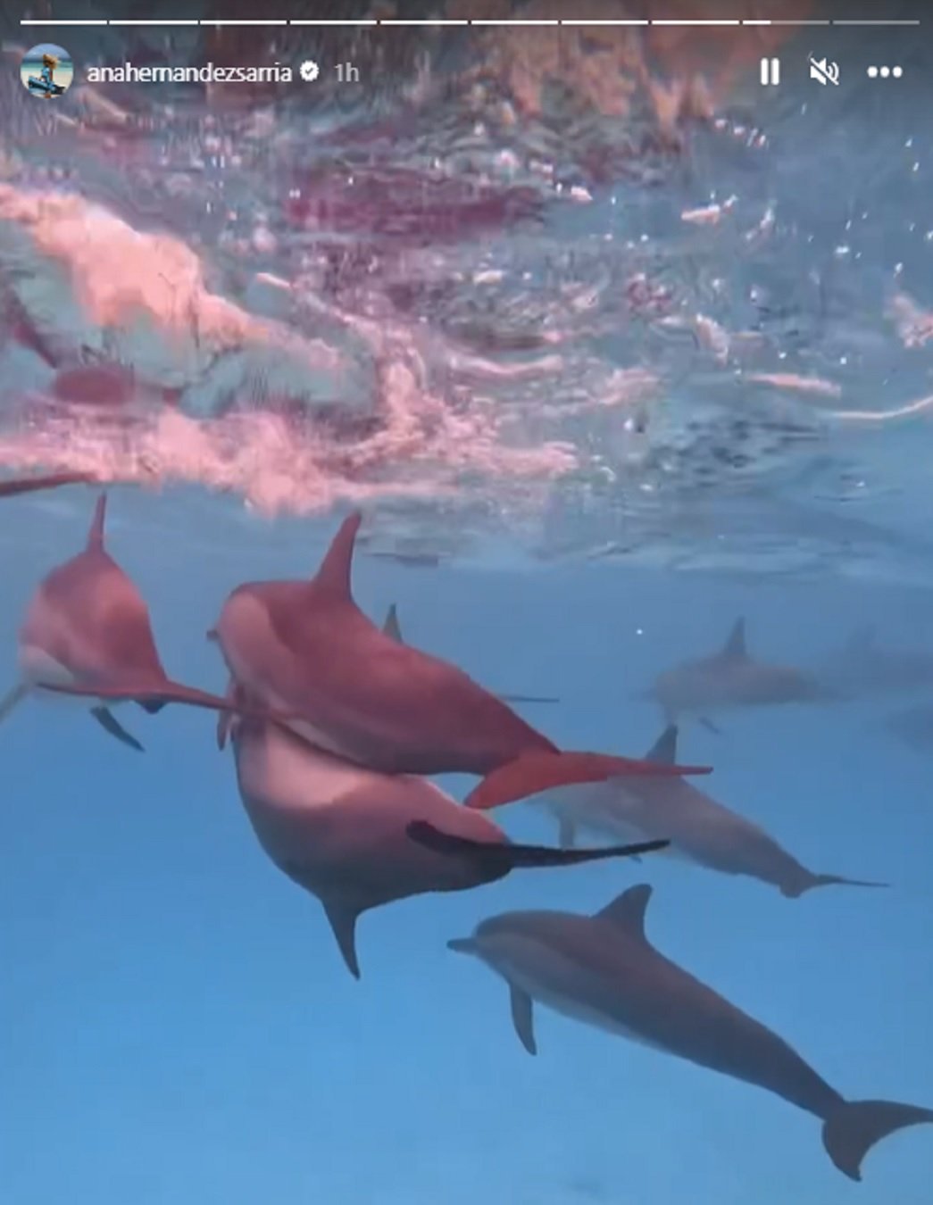 Delfines haciendo el amor