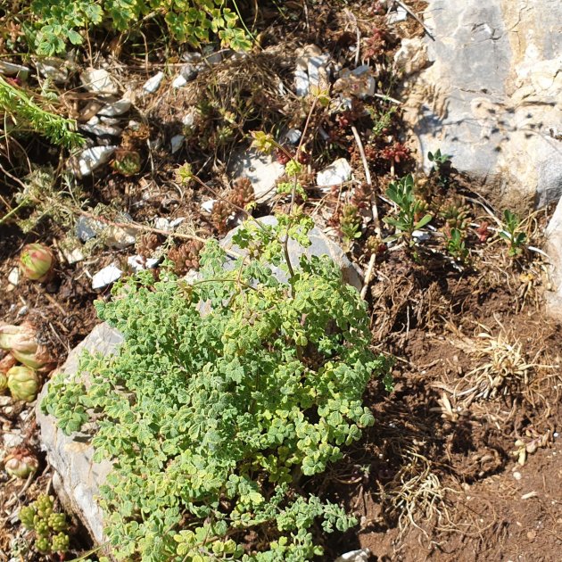 Este es el único lugar del Pirineo donde crece una planta rara solo vista en el este de Europa