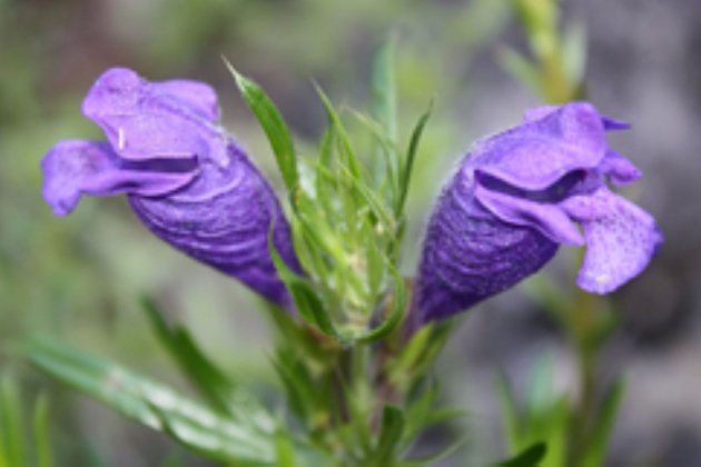 Dracocephalum austriacum, Pirineu. Parc natural Cadi Moixero / Pere Aymerich, Parcs naturals de Catalunya