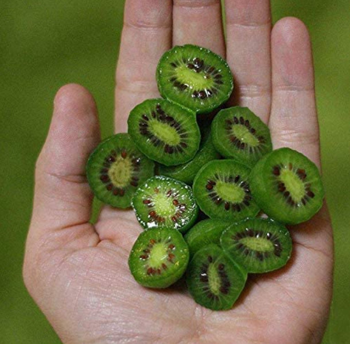 Mini Kiwi Berry Foto Amazon