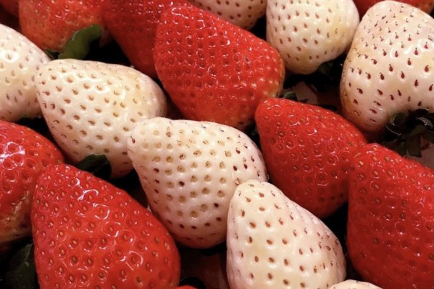 fresas fresas