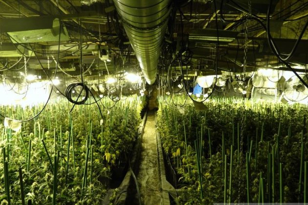 plantación marihuana Figueres