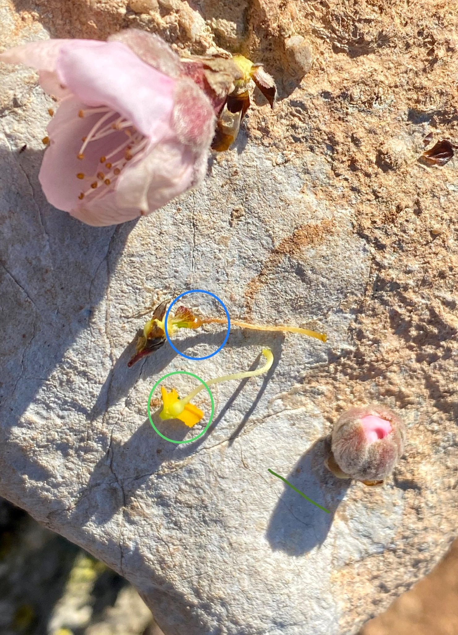 Flores de nectarina heladas en Carlet, en el País Valencià Foto @RiberianLynx