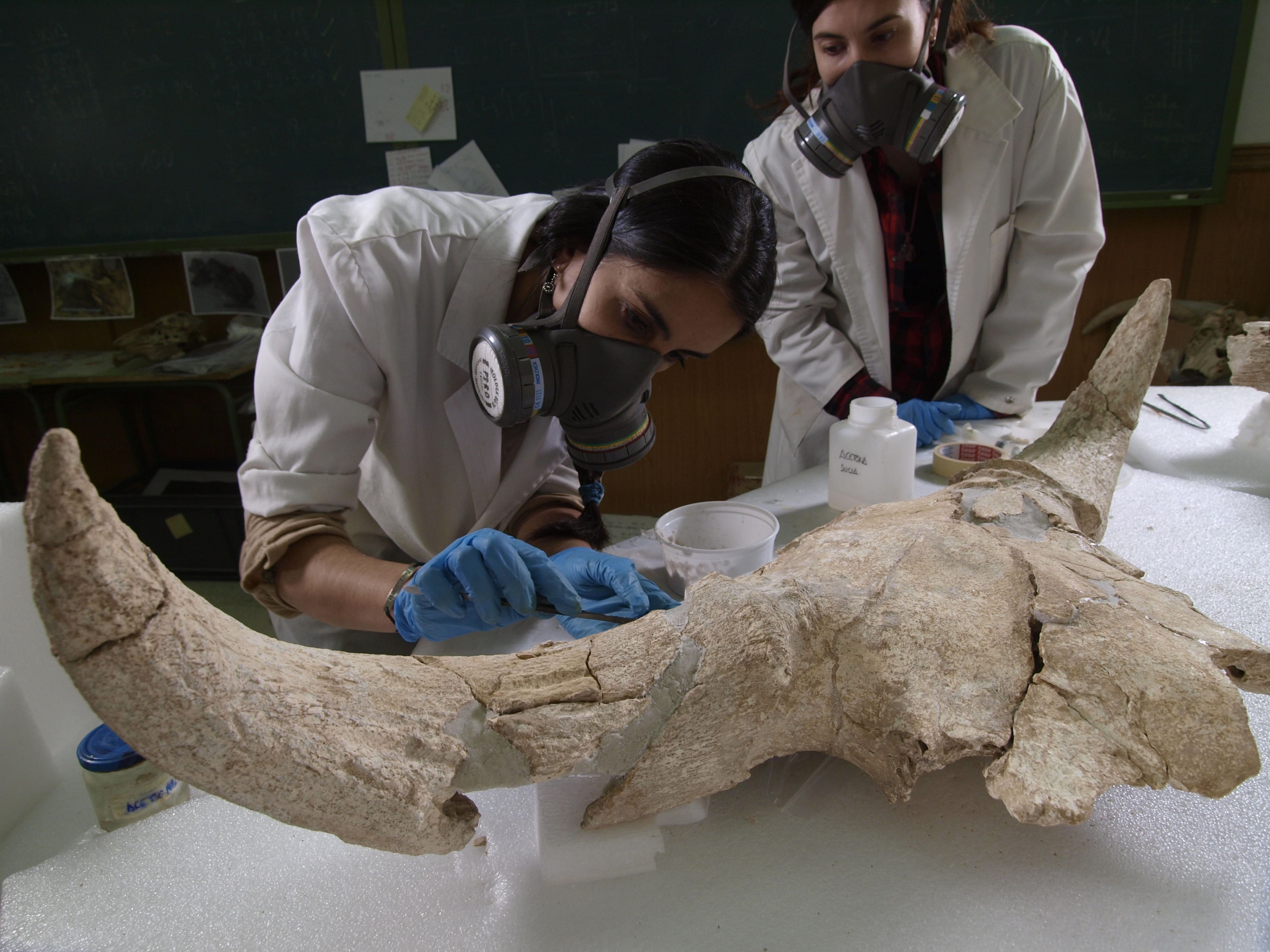 Crani cova neandertal / Javier Trueba, Museu de l'Evolució Humana