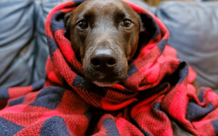 ¿Cuánto frío es capaz de soportar un perro?