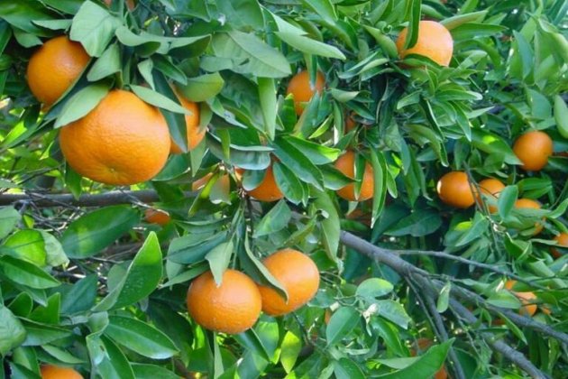 1671023492naranjas NoticiaAmpliada 1671023492naranjas NoticiaAmpliada