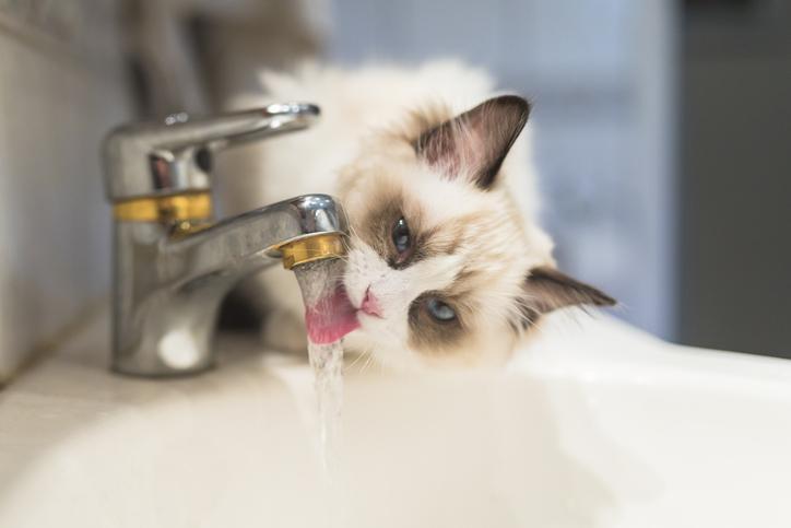 No le compliques la vida al gato: separa el comedero del bebedero
