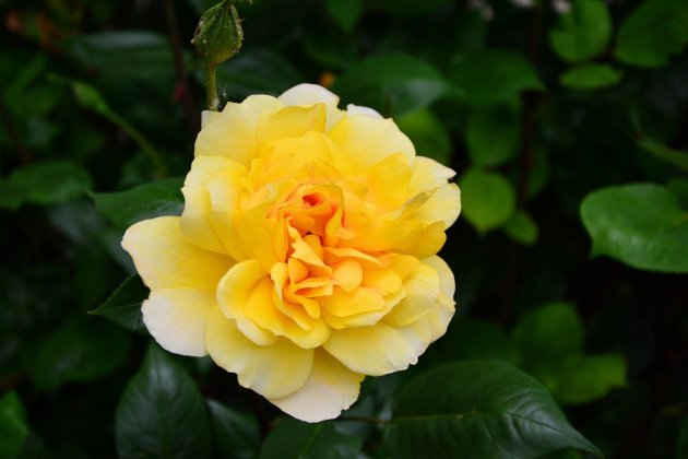 Rosa amarilla / Pixabay
