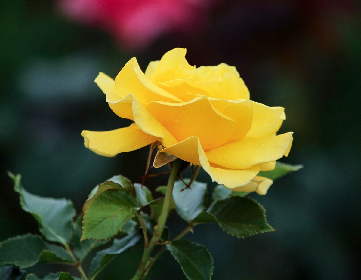 Un Sant Jordi de roses grogues pels Jordis? Òmnium remou el 23 d'abril
