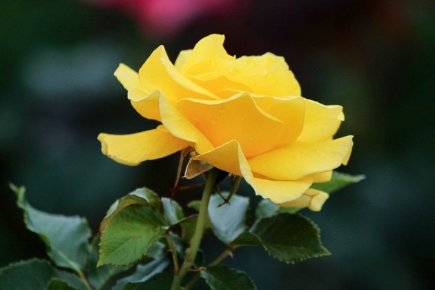 Rosa groga 2 / Pxhere