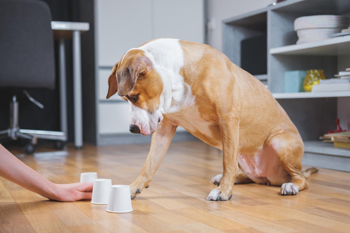 Tu perro sabe qué estás tramando: si le quieres, no intentes engañarlo