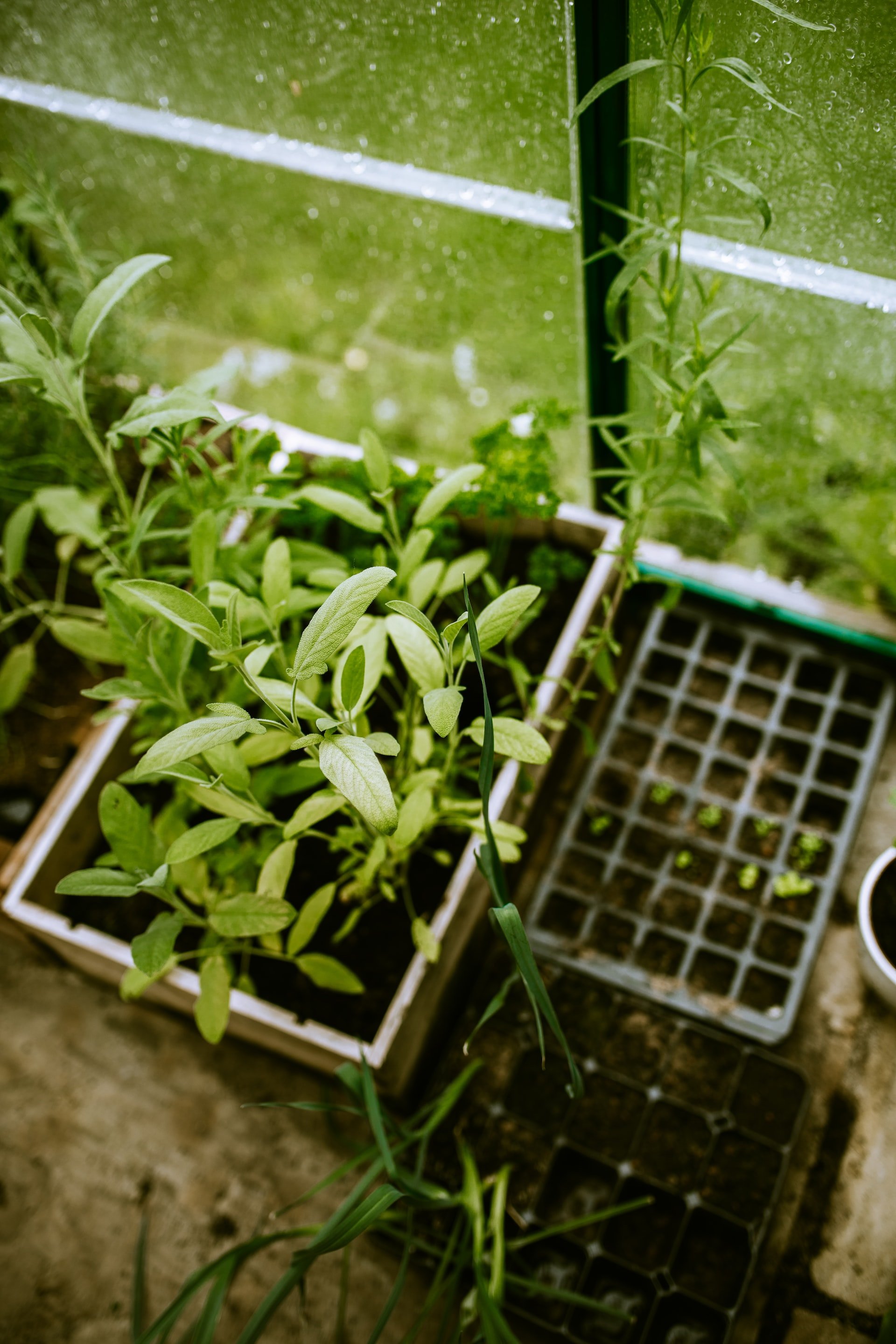 Febrero: todos los alimentos que puedes plantar este mes