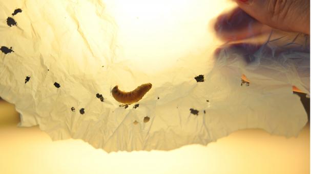 larvas larvas