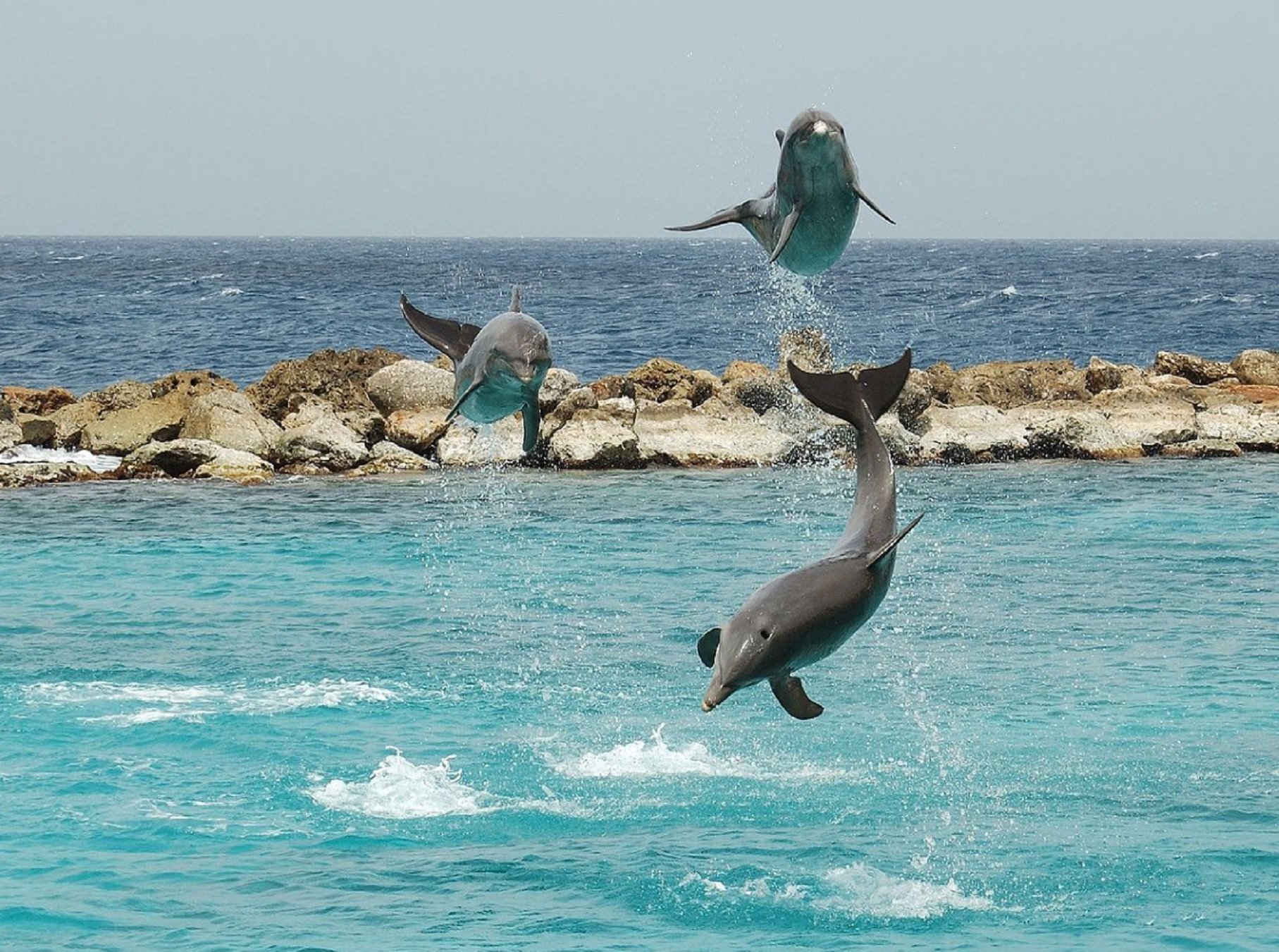 Dofins|Delfins a Curazao Wikipedia