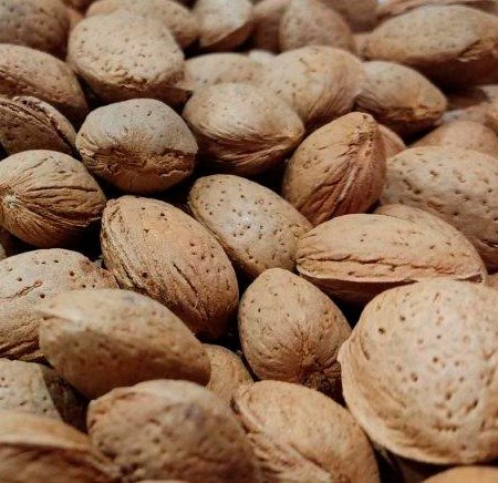 El frío de enero pone todo en su sitio: este año, la floración del almendro no se adelanta