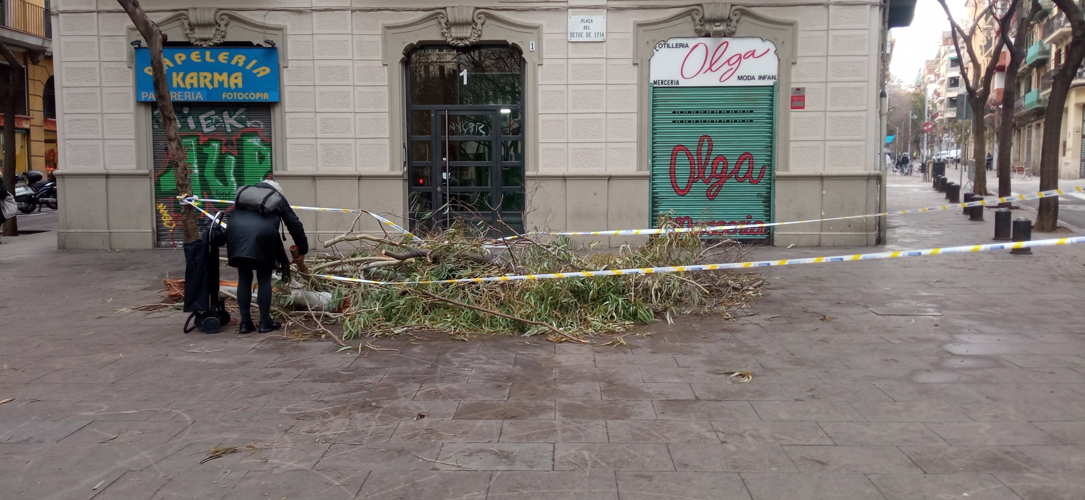 Un arbre caigut sense recollir indigna els veïns del Poble-sec