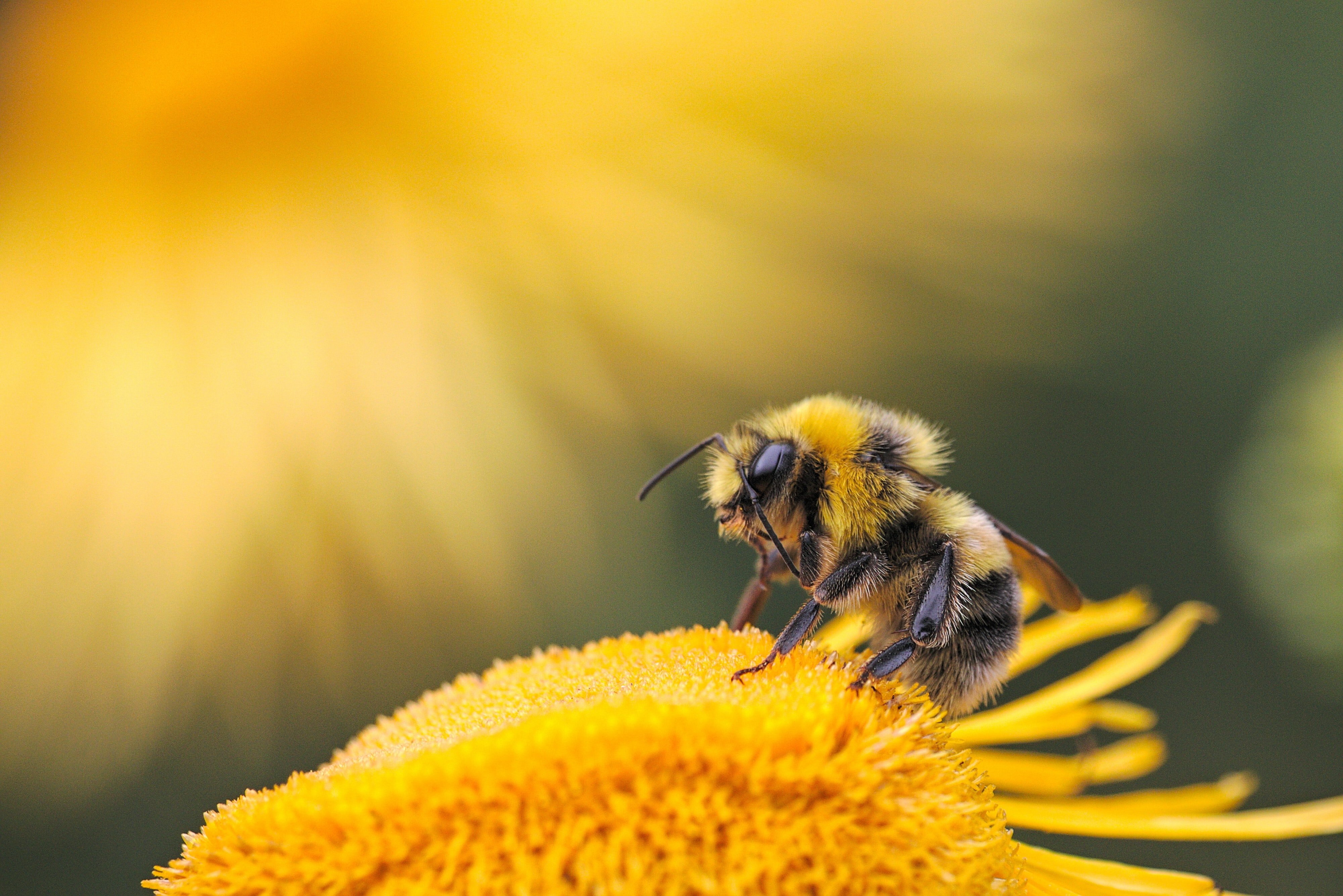 Com aturar l'extinció de les abelles? Una vacuna pot ser la solució