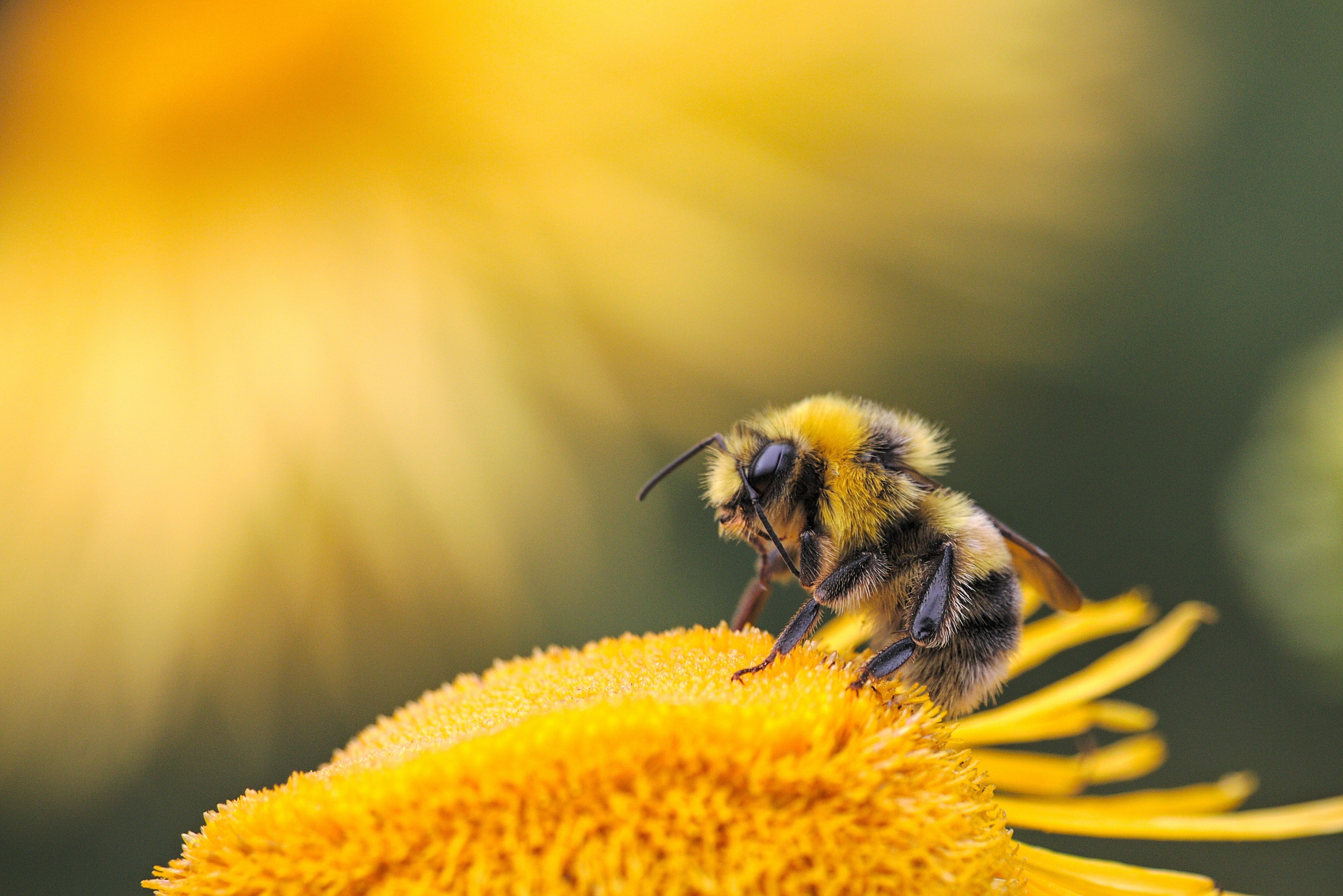 ¿Cómo detener la extinción de las abejas? Una vacuna puede ser la solución