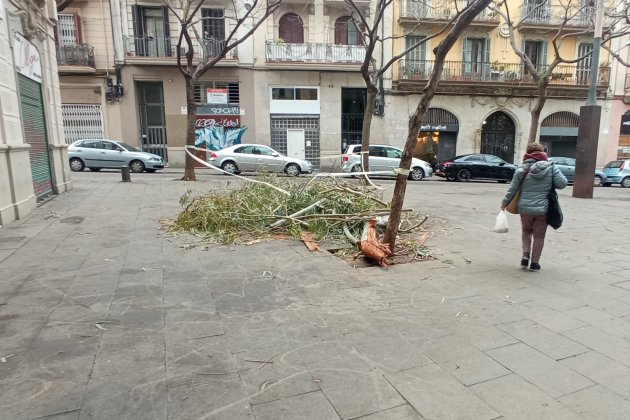 arbre caigut poblesec barcelona jordi palmer (2)