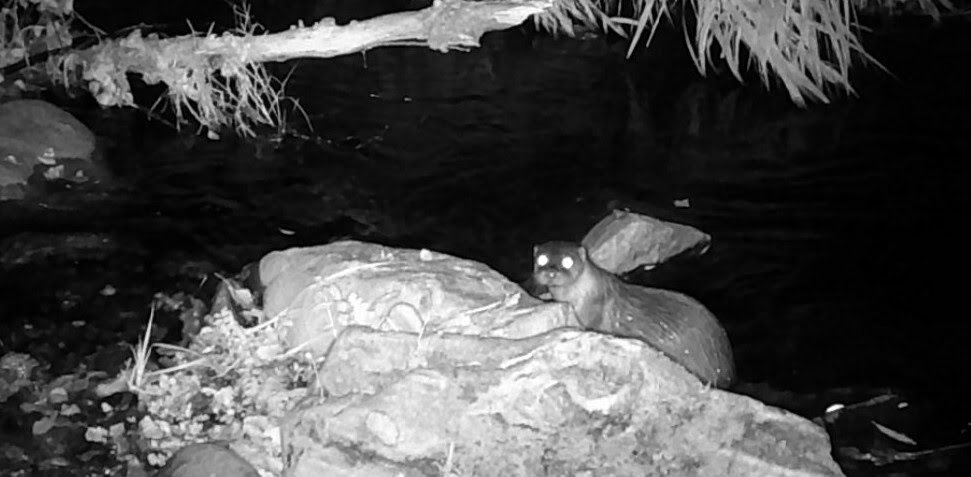 Hecho histórico: la nutria se reproduce en el río Mogent por primera vez en 40 años
