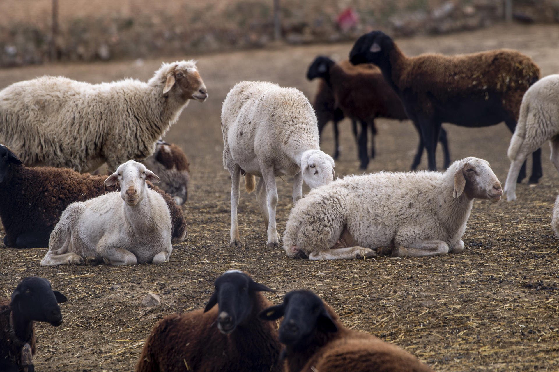 La verola ovina comença a estendre's per les granges espanyoles