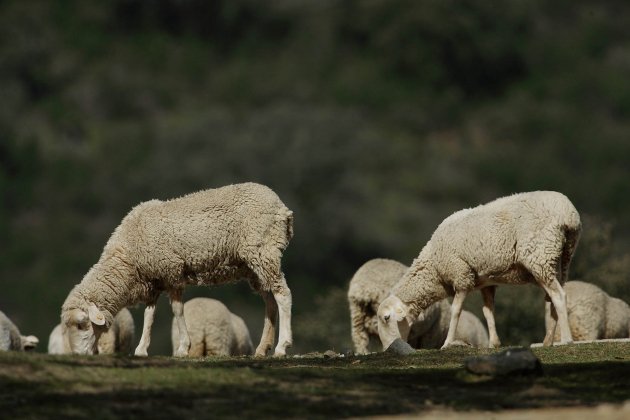 Viruela ovina, granja ovejas Sevilla / Europa Press