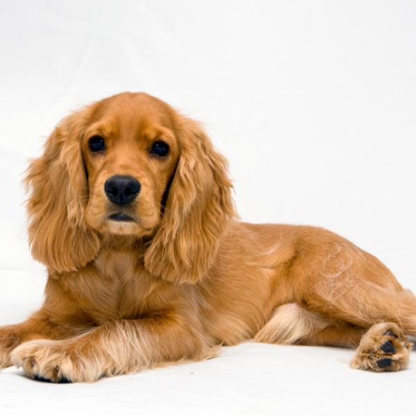 como cuidar de un cocker spaniel 5557 600 square como cuidar de un cocker spaniel 5557 600 square