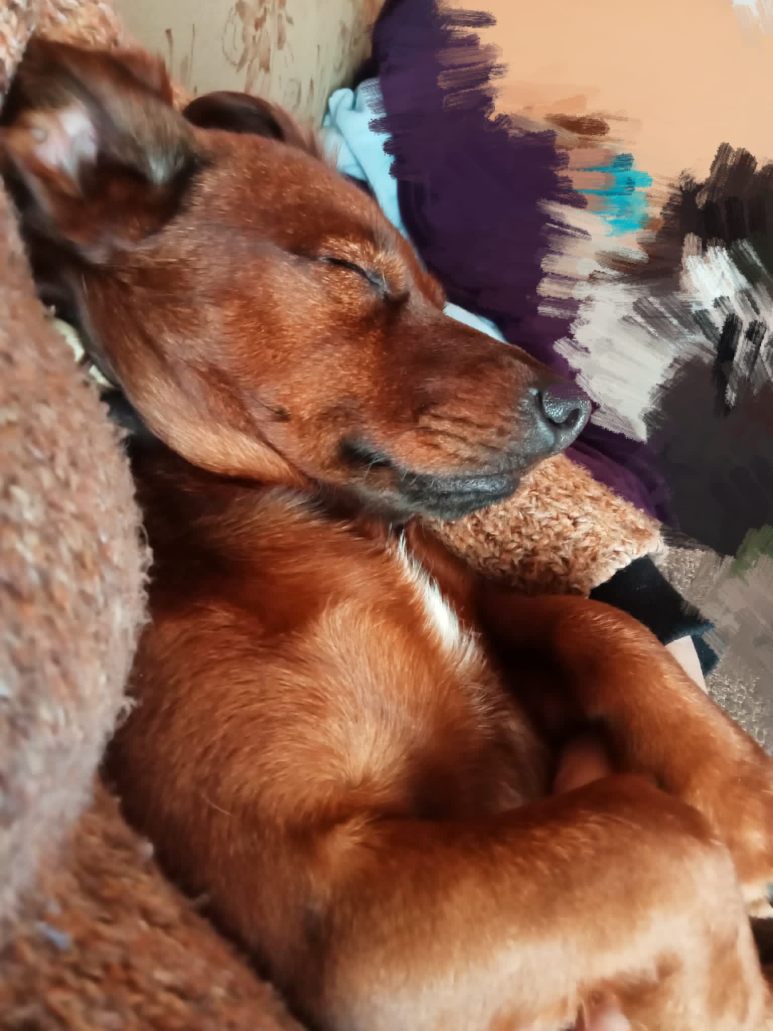 ¿Qué raza de perro es la más cariñosa?