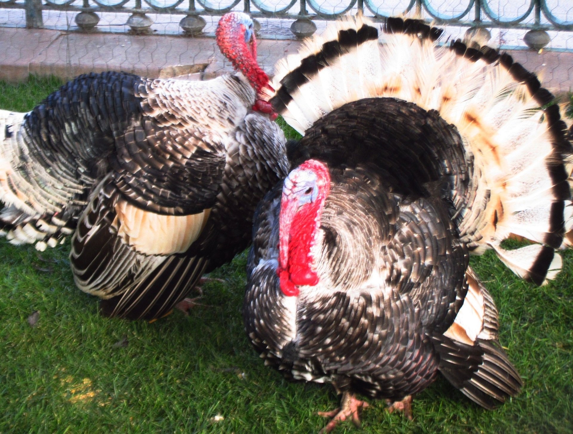 Un brote de gripe aviar en Arbeca obliga a sacrificar las aves en un radio de tres kilómetros
