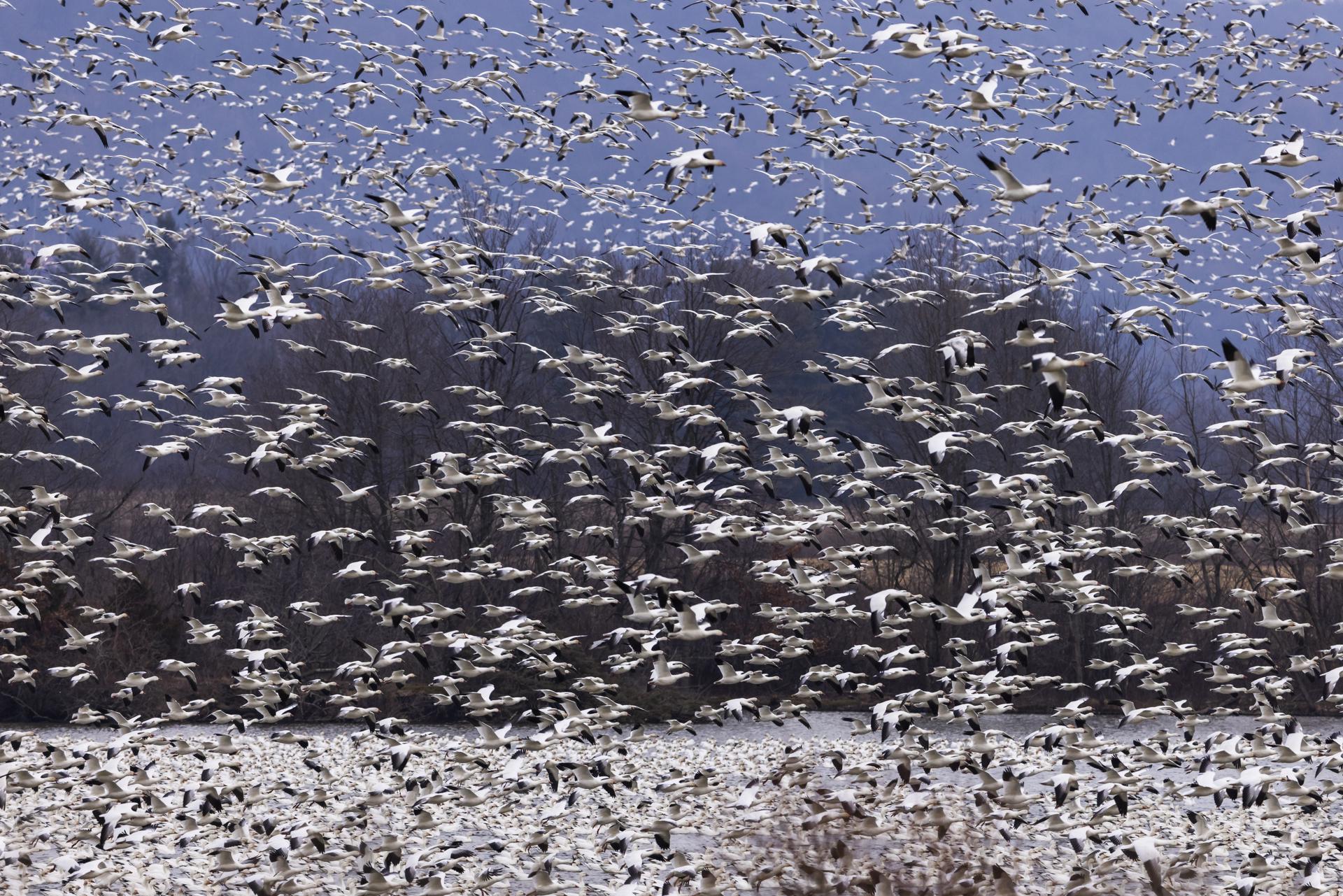 Kleinfeltersville (Estados Unidos)