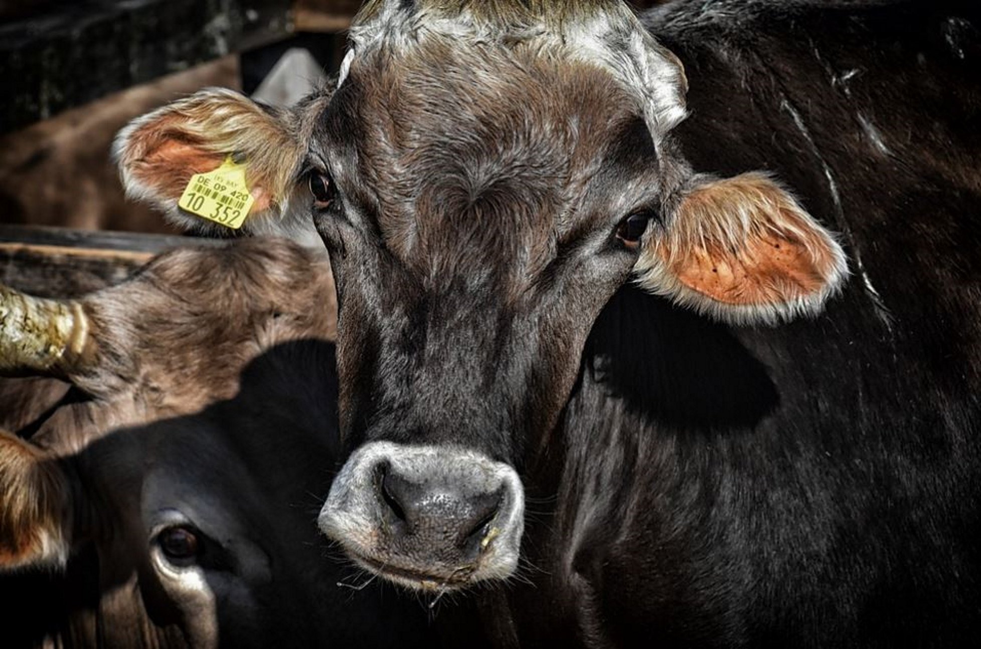 El ganado europeo consume menos antibióticos