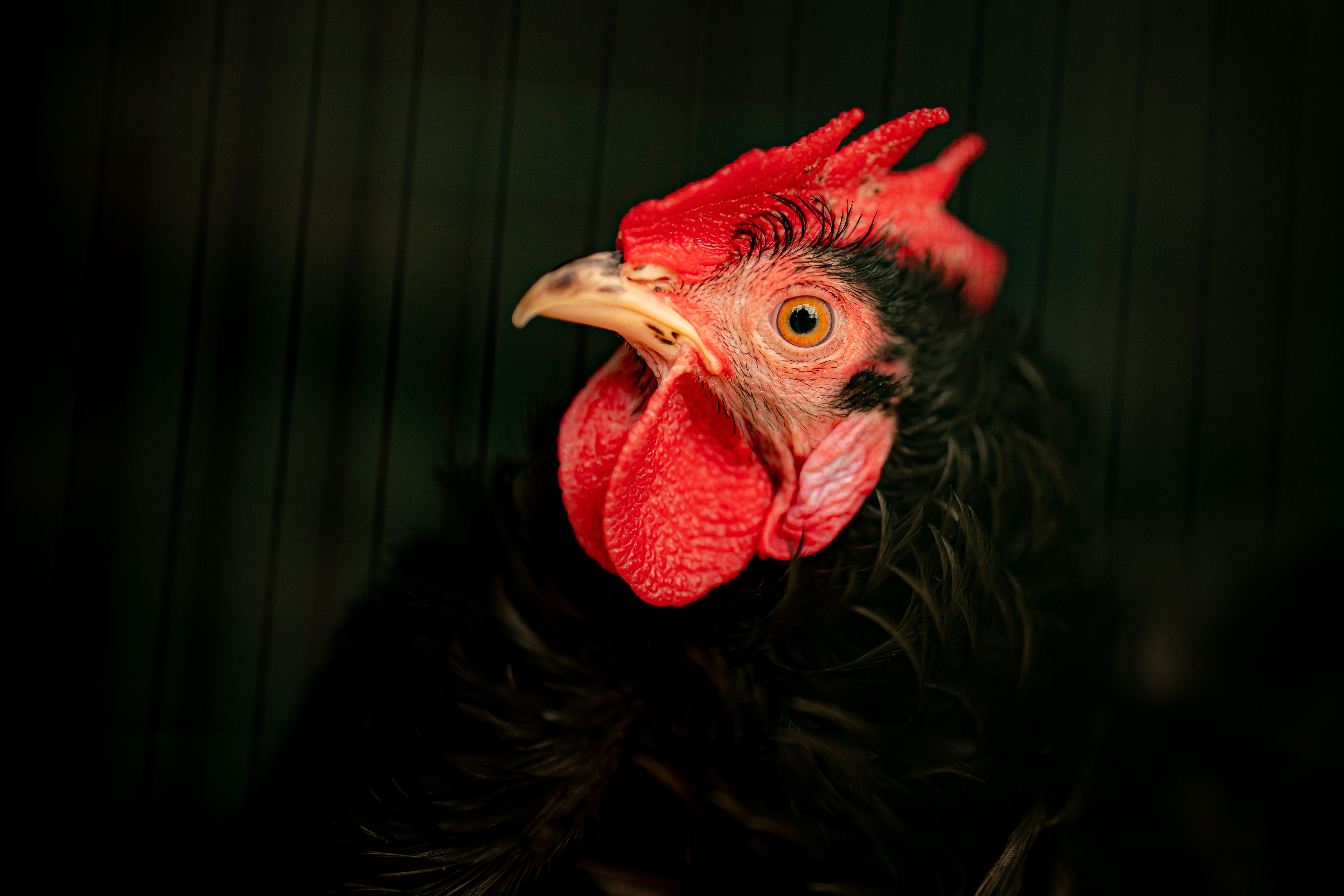 La gripe aviar llega a Catalunya: ¿puede infectar a los humanos? Transmisión, síntomas y tratamiento