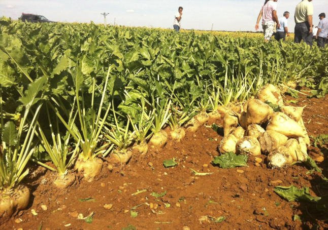 El sector de la remolatxa, en peu de guerra per la prohibició dels neonicotinoides