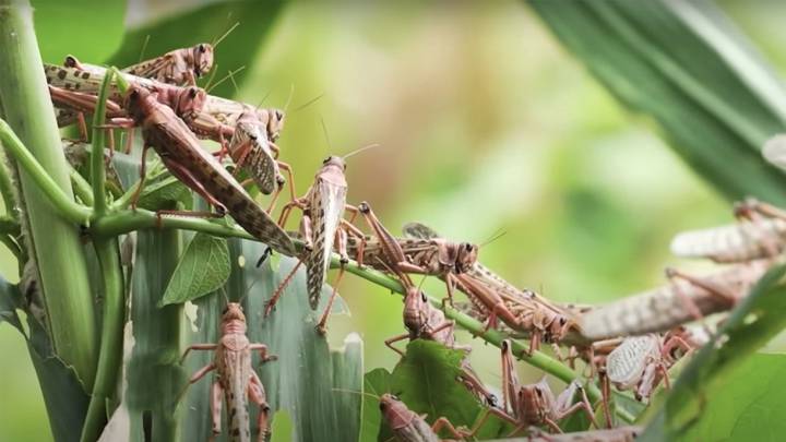 El làser també pot servir per controlar plagues