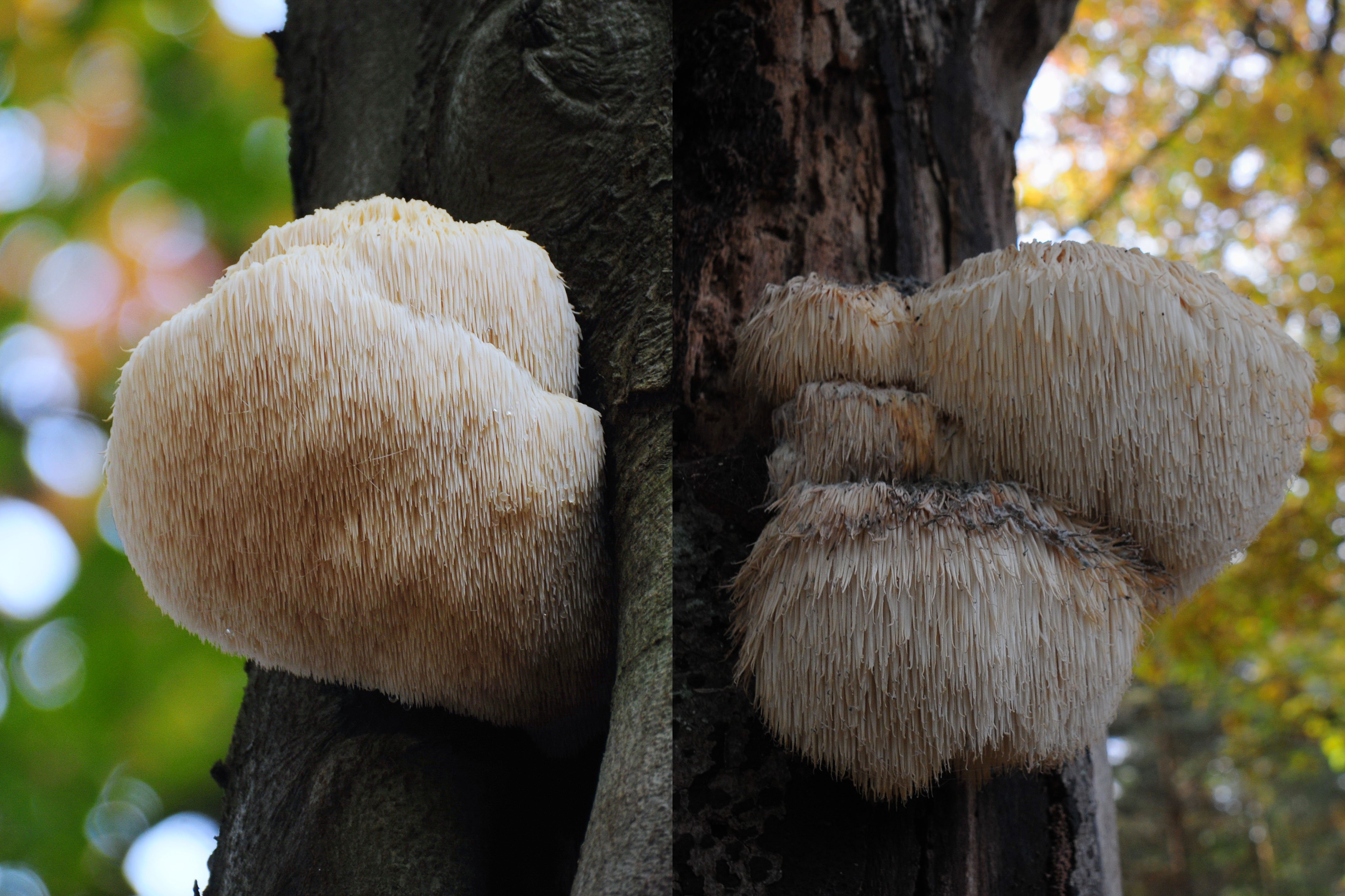Hericium erinaceus seta árbol Viquipèdia Commons Hericium erinaceus seta árbol Viquipèdia Commons