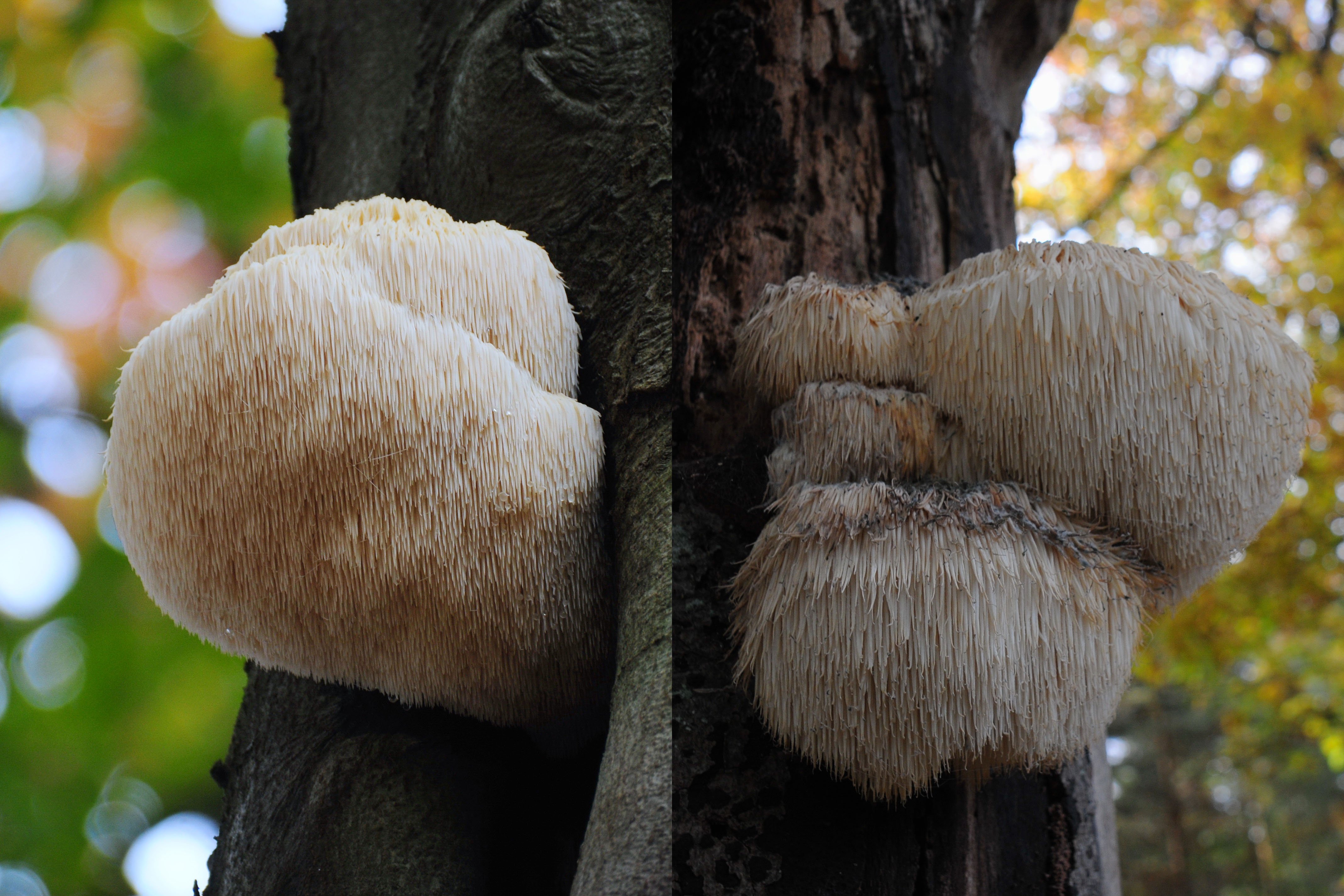 Hericium erinaceus bolet arbre Viquipèdia Commons