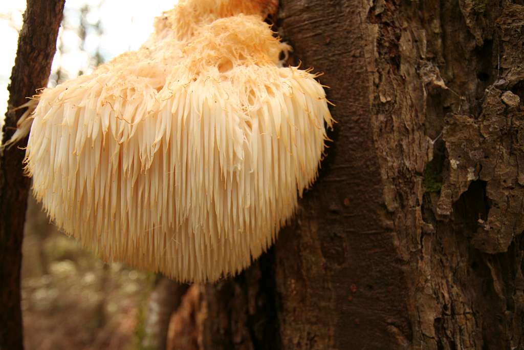 bolet melena de león Viquipèdia Commons