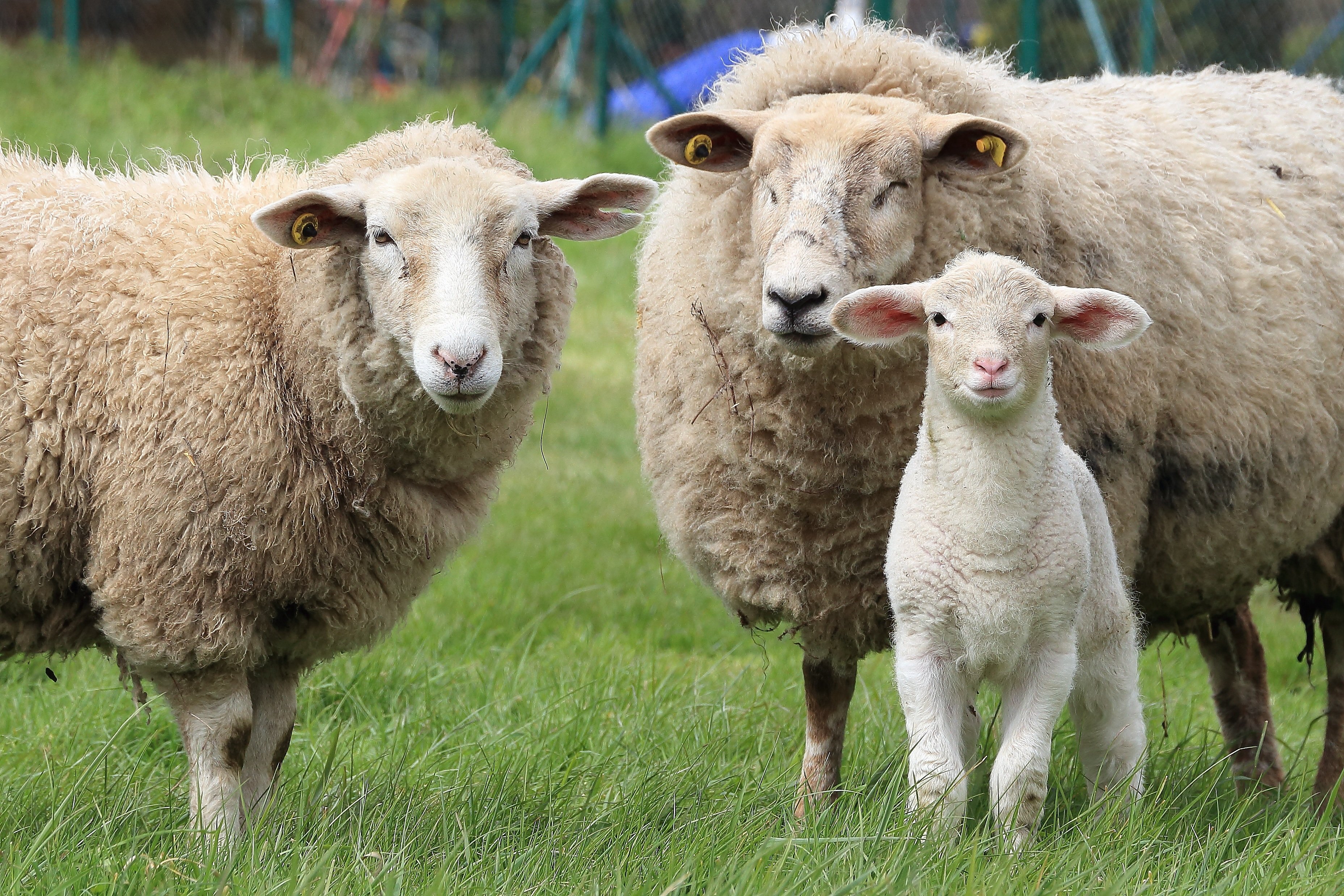 Ovejas con mucha lana Foto: PxHere