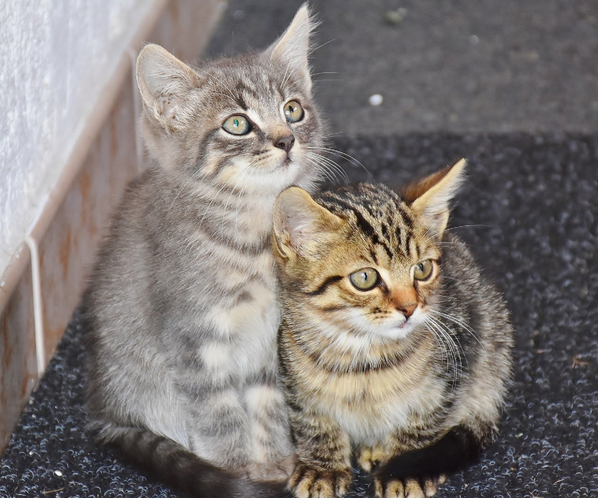 Girona esterilitza el 80% dels gairebé 700 gats de carrer que viuen en colònies