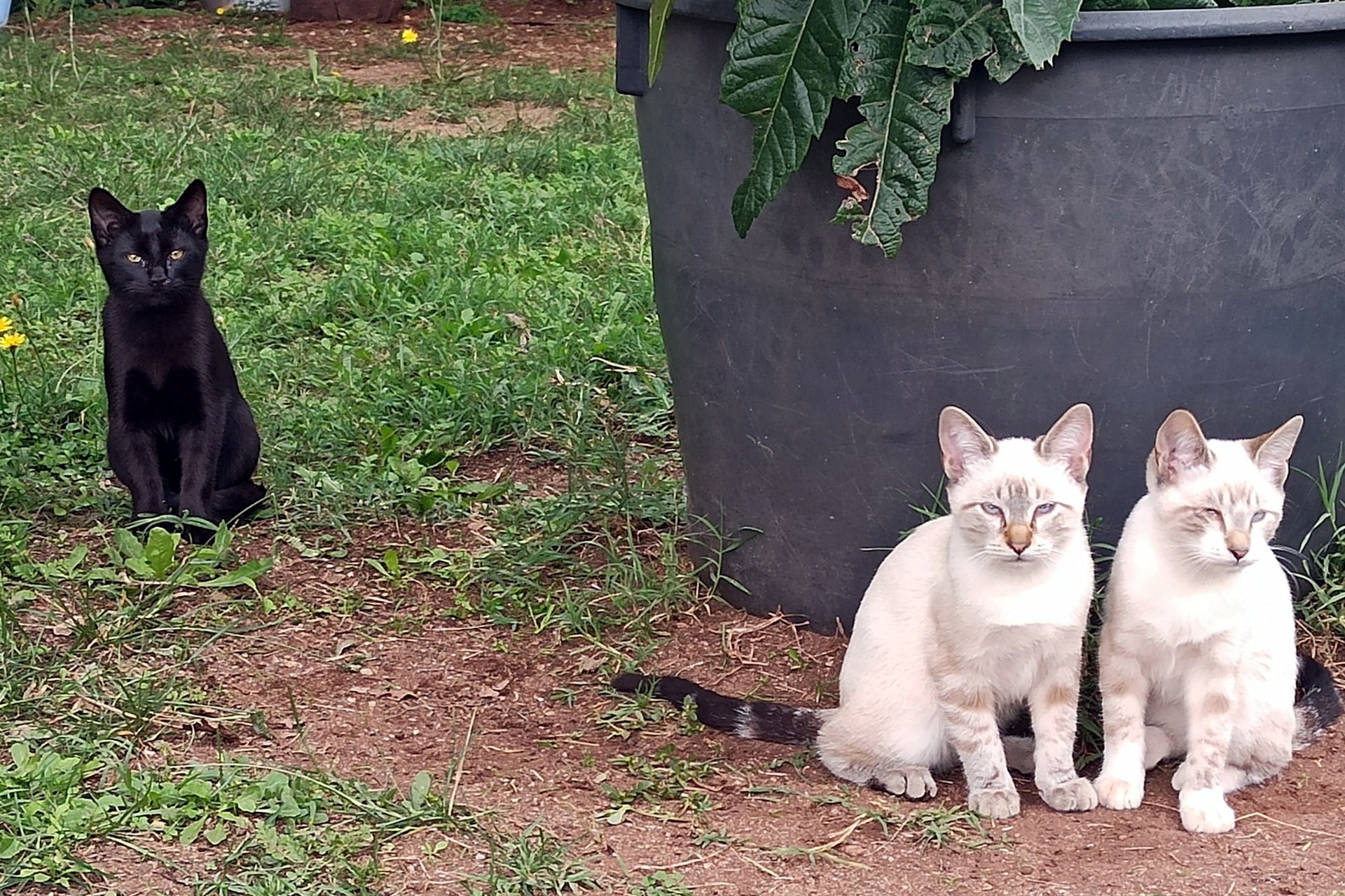 gatos de calle Girona