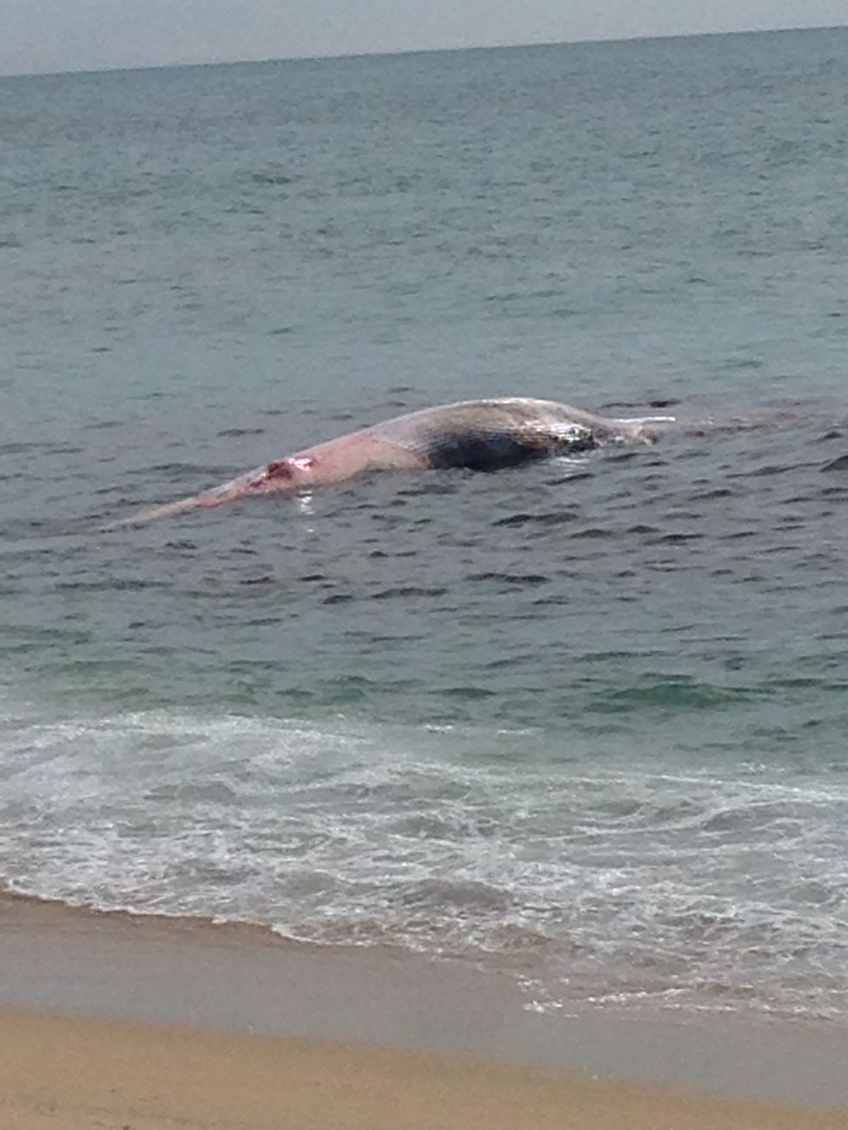 Una balena morta de 13 tones a la platja de Montgat