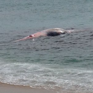 balena balena