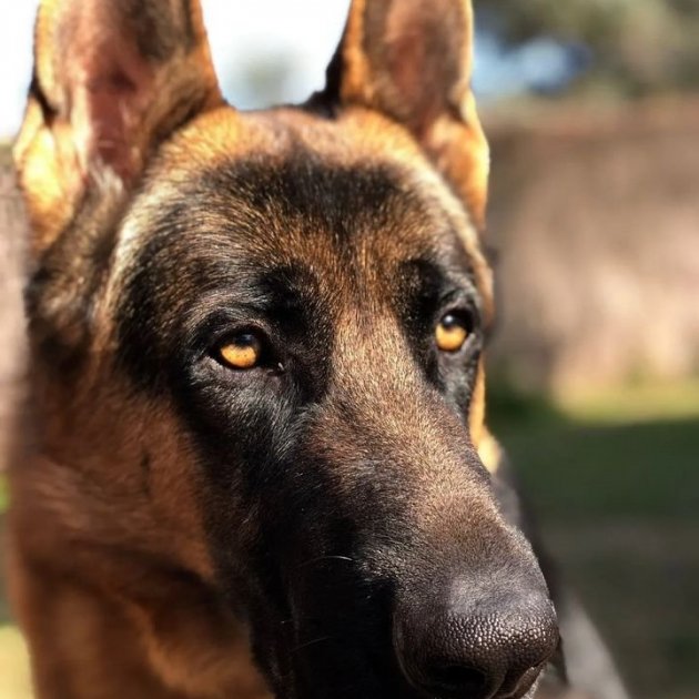 Thor perro Bertín Instagram