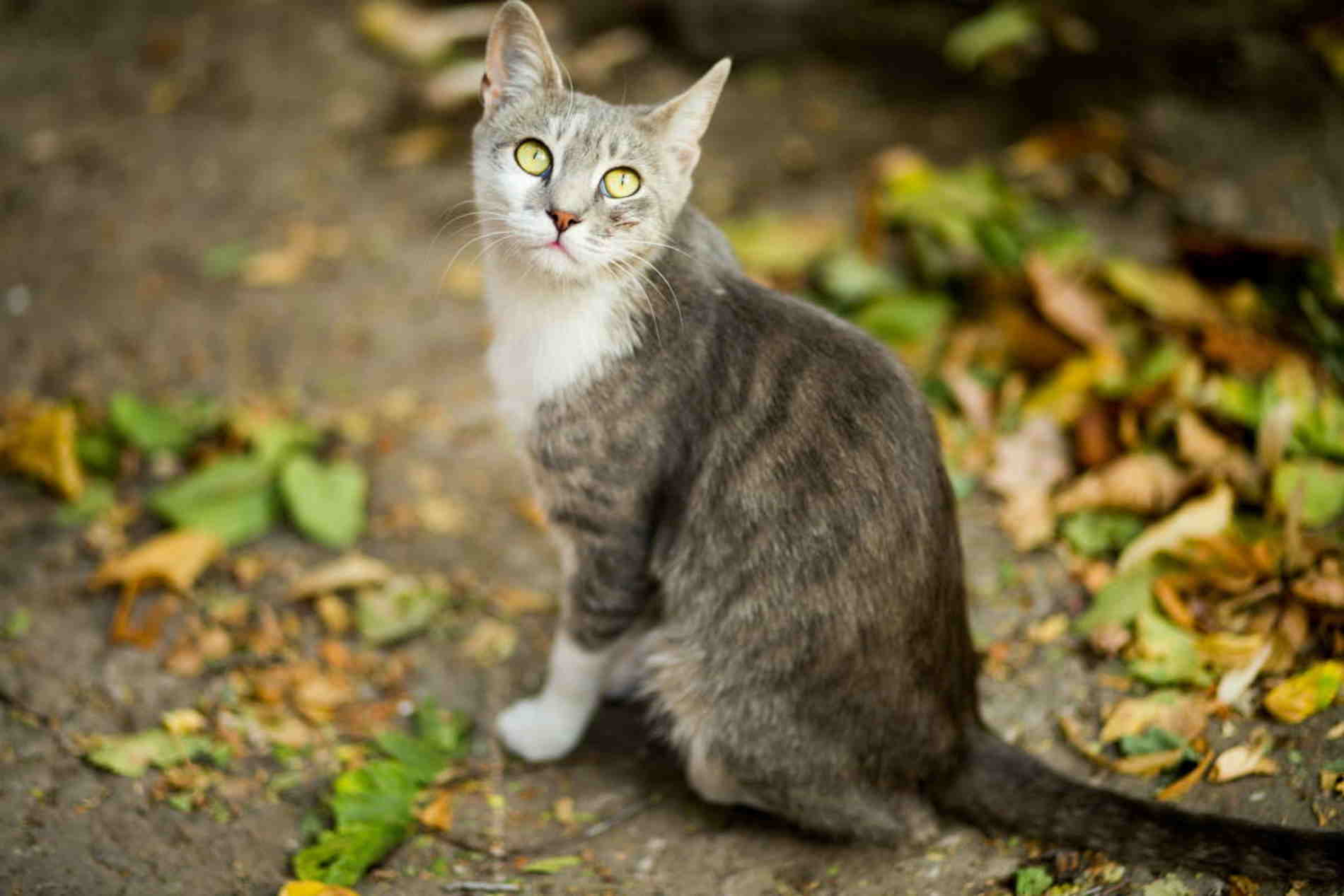 Escándalo médico en Vietnam: descubren 2.000 gatos muertos en un almacén
